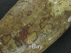Huge 4.4 INCH Carcharodontosaurus Fossil Dinosaur Serrated Tooth African T-Rex