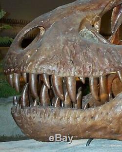 Huge Quality Tyrannosaurus Rex Tooth Tip Dinosaur Fossil Jurassic Park Trex
