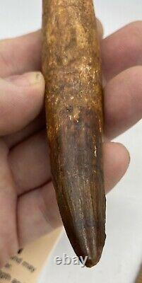 Huge Spinosaurus 5 1/2 Tooth Dinosaur Fossil before T Rex Cretaceous AC10