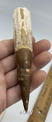 Huge Spinosaurus 5 1/2 Tooth Dinosaur Fossil before T Rex Cretaceous AC16