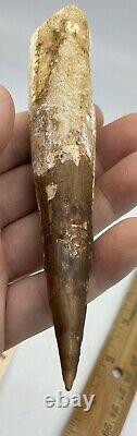 Huge Spinosaurus 5 1/2 Tooth Dinosaur Fossil before T Rex Cretaceous AC16