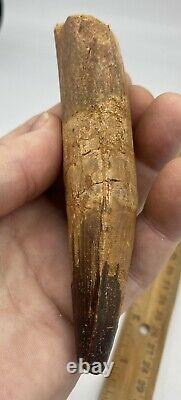 Huge Spinosaurus 5 1/2 Tooth Dinosaur Fossil before T Rex Cretaceous AC17