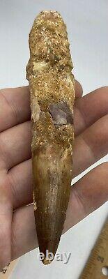 Huge Spinosaurus 5 1/4 Tooth Dinosaur Fossil before T Rex Cretaceous AC14