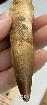 Huge Spinosaurus 5 1/4 Tooth Dinosaur Fossil before T Rex Cretaceous AC14