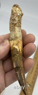 Huge Spinosaurus 5 1/4 Tooth Dinosaur Fossil before T Rex Cretaceous AC15