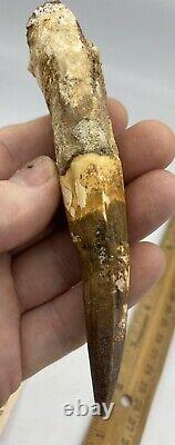 Huge Spinosaurus 5 1/4 Tooth Dinosaur Fossil before T Rex Cretaceous AC15