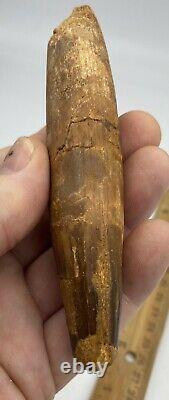 Huge Spinosaurus 5 1/8 Tooth Dinosaur Fossil before T Rex Cretaceous AC18