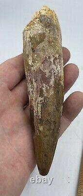 Huge Spinosaurus 5 3/4 Tooth Dinosaur Fossil before T Rex Cretaceous AB76