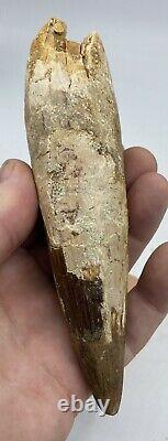 Huge Spinosaurus 5 3/4 Tooth Dinosaur Fossil before T Rex Cretaceous AB76