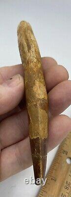 Huge Spinosaurus 5 Tooth Dinosaur Fossil before T Rex Cretaceous AC11