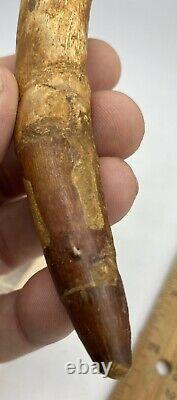 Huge Spinosaurus 5 Tooth Dinosaur Fossil before T Rex Cretaceous AC11