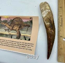 Huge Spinosaurus 6 Tooth Dinosaur Fossil before T Rex Cretaceous AB75
