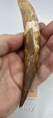 Huge Spinosaurus 6 Tooth Dinosaur Fossil before T Rex Cretaceous AB75