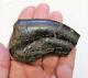 Huge and Rare T-Rex Claw Dinosaur Bone Fossil