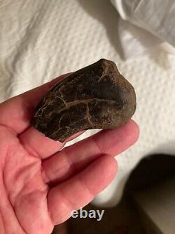 Huge and Rare T-Rex Claw Dinosaur Bone Fossil