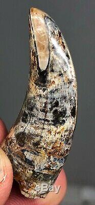 Juvenile T-Rex Dinosaur Fossil Tooth Possible Nano Hells Creek All Natural 1.75