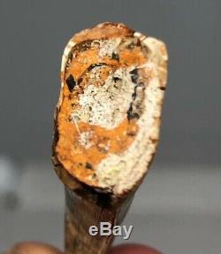 Juvenile T-Rex Dinosaur Fossil Tooth Possible Nano Hells Creek All Natural 1.75