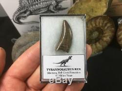 Juvenile Tyrannosaurus Rex Tooth #02 Hell Creek, T. Rex dinosaur fossil