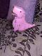 Kate Spade T-Rex Crossbody Bag Pink Dinosaur Whimsies