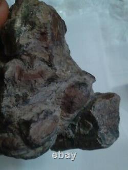LARGE 590 grams T-rex Coprolite with large bone fragment Dinosaur Poop