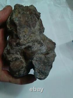 LARGE 590 grams T-rex Coprolite with large bone fragment Dinosaur Poop