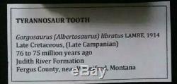 Large 1.25 Gorgosaurus Tooth Fully Serrated! T Rex Tyrannosaurus Dinosaur