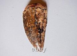 Large 2.3 CARCHARODONTOSAURUS DINOSAUR TOOTH Cretaceous Theropod Fossil t rex 3