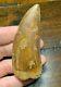 Large 3.4 Carcharodontosaurus Dinosaur Tooth Fossil T Rex Africa Morocco