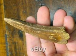 Large 3.4 Carcharodontosaurus Dinosaur Tooth Fossil T Rex Africa Morocco