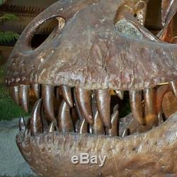 Large Tyrannosaurus Rex Fossil Tooth Fragments Dinosaur Trex Teeth Jurassic Park