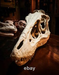 Life Size Baby T. Rex Skull Replica Dinosaur Fossils LARGE high quality
