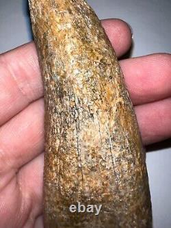 MONSTER SIZE TYRANNOSAURUS REX TREX Fossil Dinosaur Tooth 3.7 INCHES! NO REPAIR