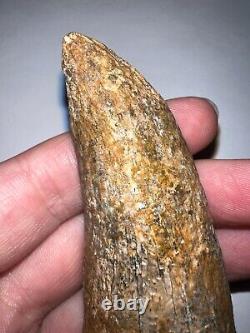 MONSTER SIZE TYRANNOSAURUS REX TREX Fossil Dinosaur Tooth 3.7 INCHES! NO REPAIR