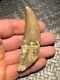 MQ Rooted 3.32 Carcharodontosaurus Tooth Dinosaur Fossil T Rex