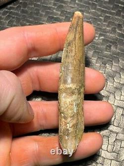 MQ Rooted 3.32 Carcharodontosaurus Tooth Dinosaur Fossil T Rex