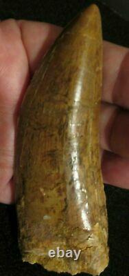 Monster Dinosaur Fossil Tooth, Carcharodontosaurus 3 3/4 Inches! African T Rex