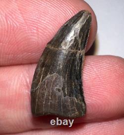 NANOTYRANNUS Fossil Dinosaur Tooth Tyrannosaurus rex relative. 86 Inches