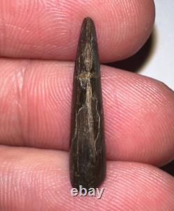 NANOTYRANNUS Fossil Dinosaur Tooth Tyrannosaurus rex relative. 86 Inches