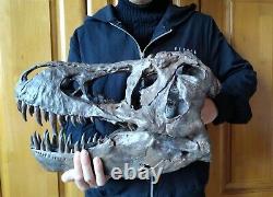 NEW, 38CMDinosaur model / T-REX Skull Model DB-H1811