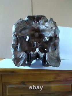 NEW, 38CMDinosaur model / T-REX Skull Model DB-H1811