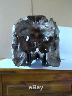 NEW, 38CMDinosaur model / T-REX Skull Small Model DB-H1811
