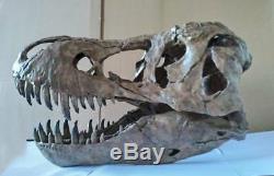 NEW, 38CMDinosaur model / T-REX Skull Small Model DB-R1802