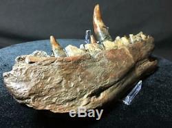 NSF- 28.5 cm Megalosaurus Dinosaur Jaw Replica (not T Rex cast) William Buckland