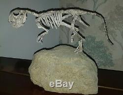 Original Fossil Psittacosaurus Dinosaur Fully Mounted by Triassica COA T-Rex