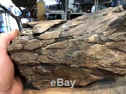 Partial Fossil Dinosaur T-Rex Tibia Cretaceous age /Hell Creek/ Montana