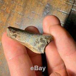Partial Massive T Rex Dinosaur Tooth Fossil Hell Creek MT