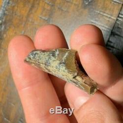 Partial Massive T Rex Dinosaur Tooth Fossil Hell Creek MT