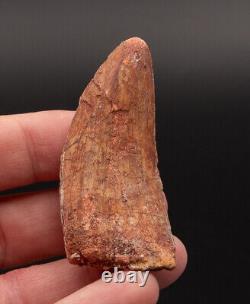 Quality Carcharodontosaurus Tooth not T. Rex. Theropod Dinosaur 2.21 2450