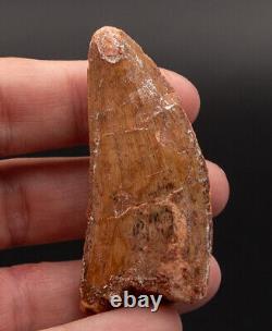 Quality Carcharodontosaurus Tooth not T. Rex. Theropod Dinosaur 2.21 2450