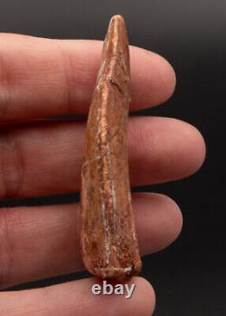 Quality Carcharodontosaurus Tooth not T. Rex. Theropod Dinosaur 2.21 2450